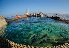 Imagen de archivo de la almadraba en La Azohía.