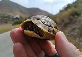 Cría de tortuga mora en la Cuesta de Gos (Águilas).