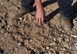 Un agricultor muestra cómo la falta de agua está afectando a la tierra en la Región.