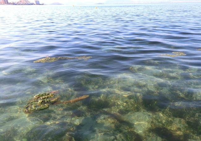 Proliferación de algas y ovas en el Mar Menor.