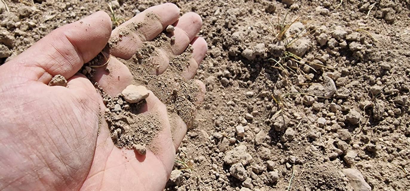 Las preocupantes imágenes que deja la sequía en los cultivos de secano de la Región