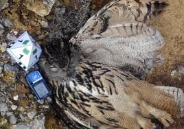 Búho real electrocutado en una torreta de alta tensión en un espacio natural de la Región.