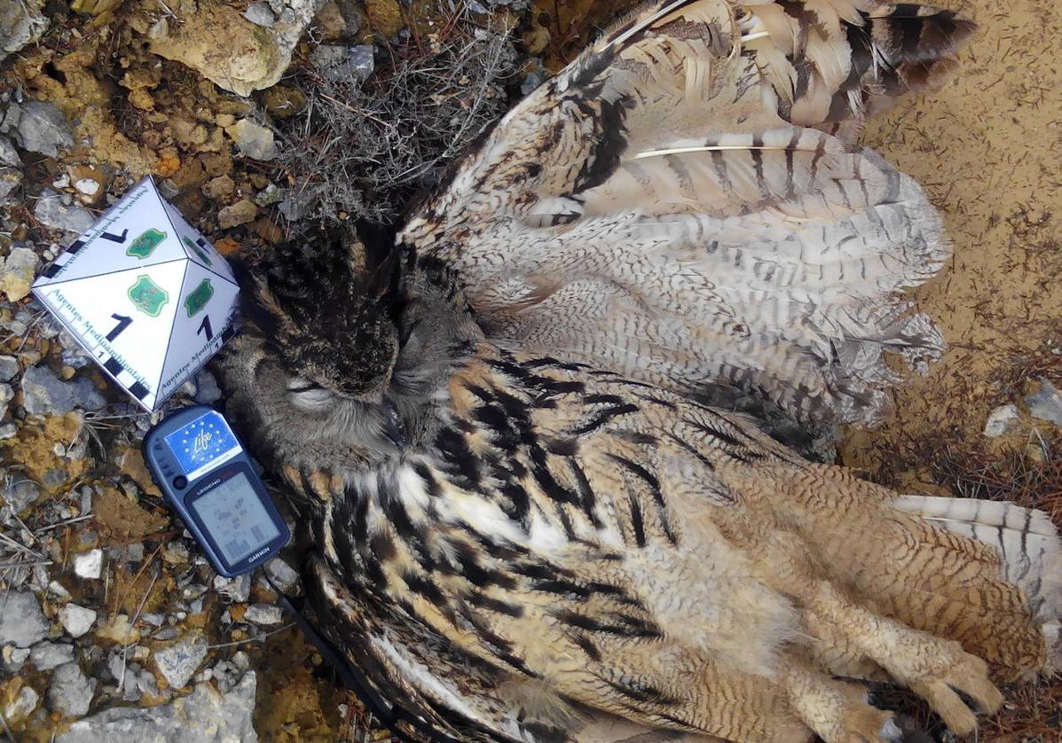 Búho real electrocutado en una torreta de alta tensión en un espacio natural de la Región.