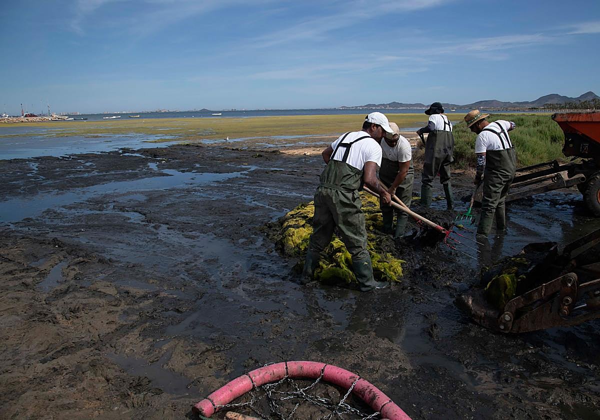Un grupo de operarios limpia, ayer, la ova en la zona de Los Urrutias.