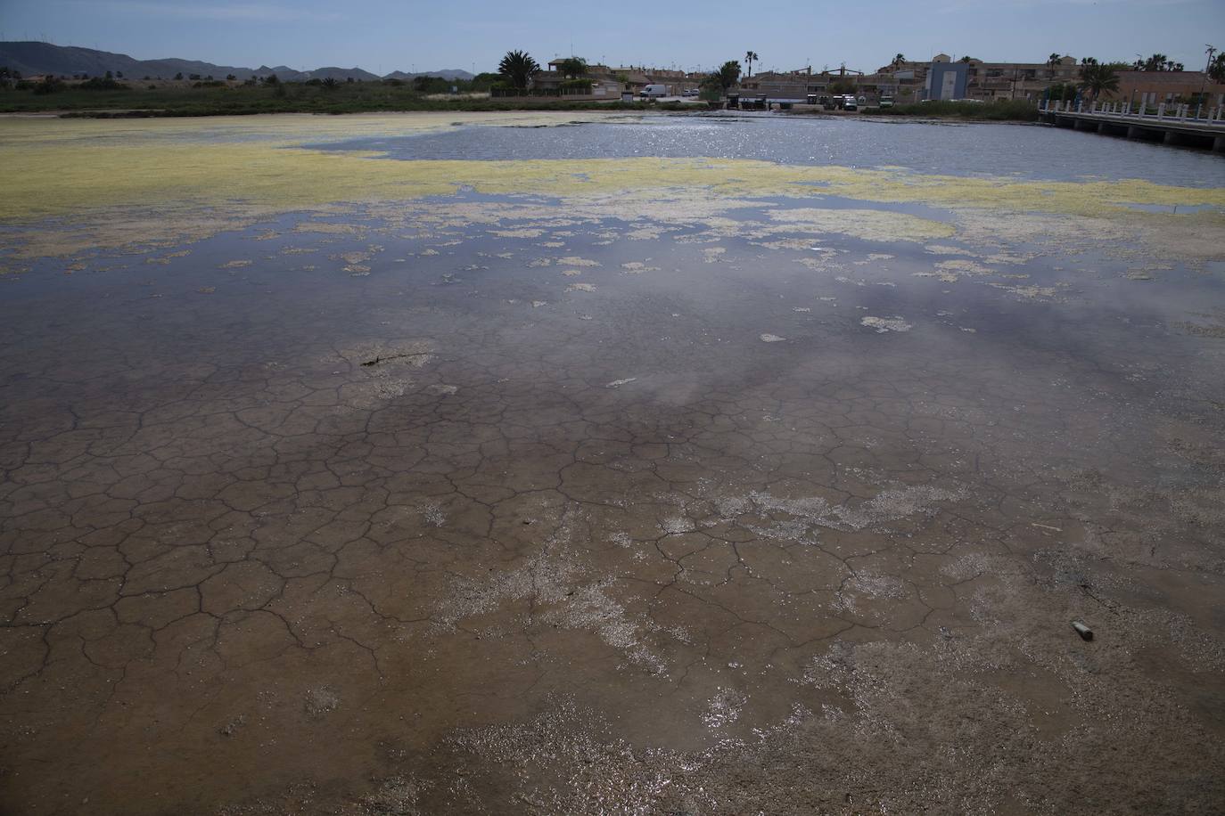 Operarios retiran las ovas en el Mar Menor