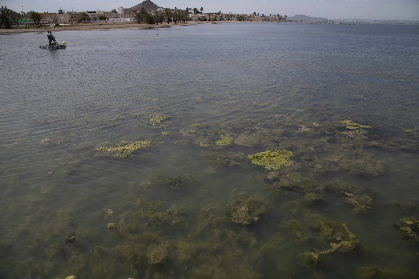 Operarios retiran las ovas en el Mar Menor