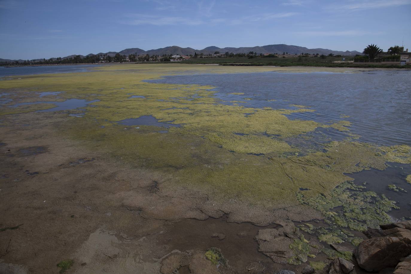 Operarios retiran las ovas en el Mar Menor