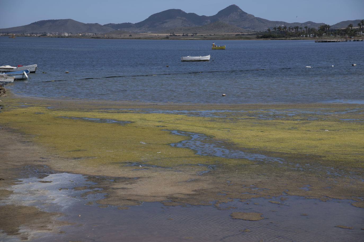 Operarios retiran las ovas en el Mar Menor