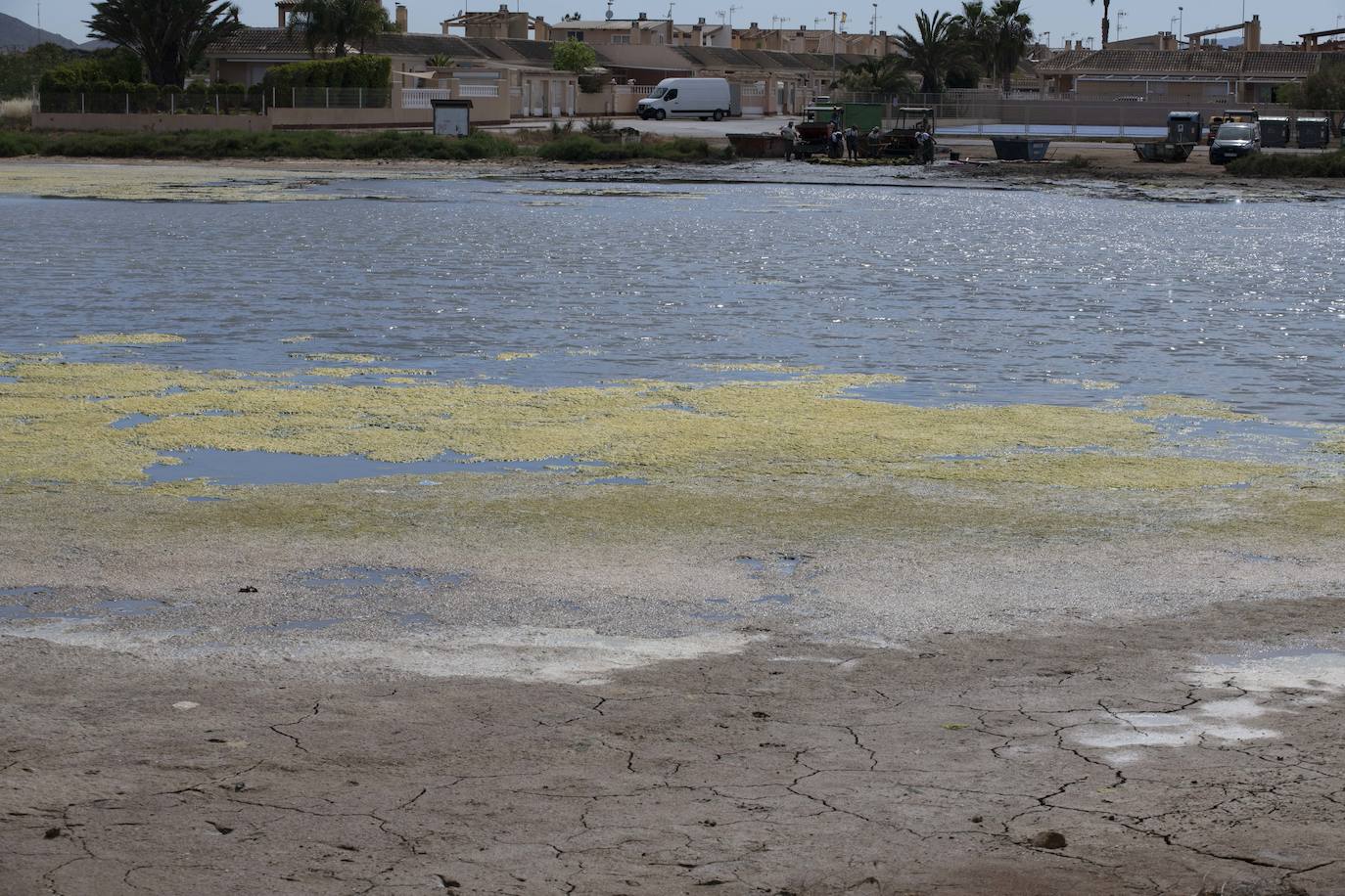 Operarios retiran las ovas en el Mar Menor