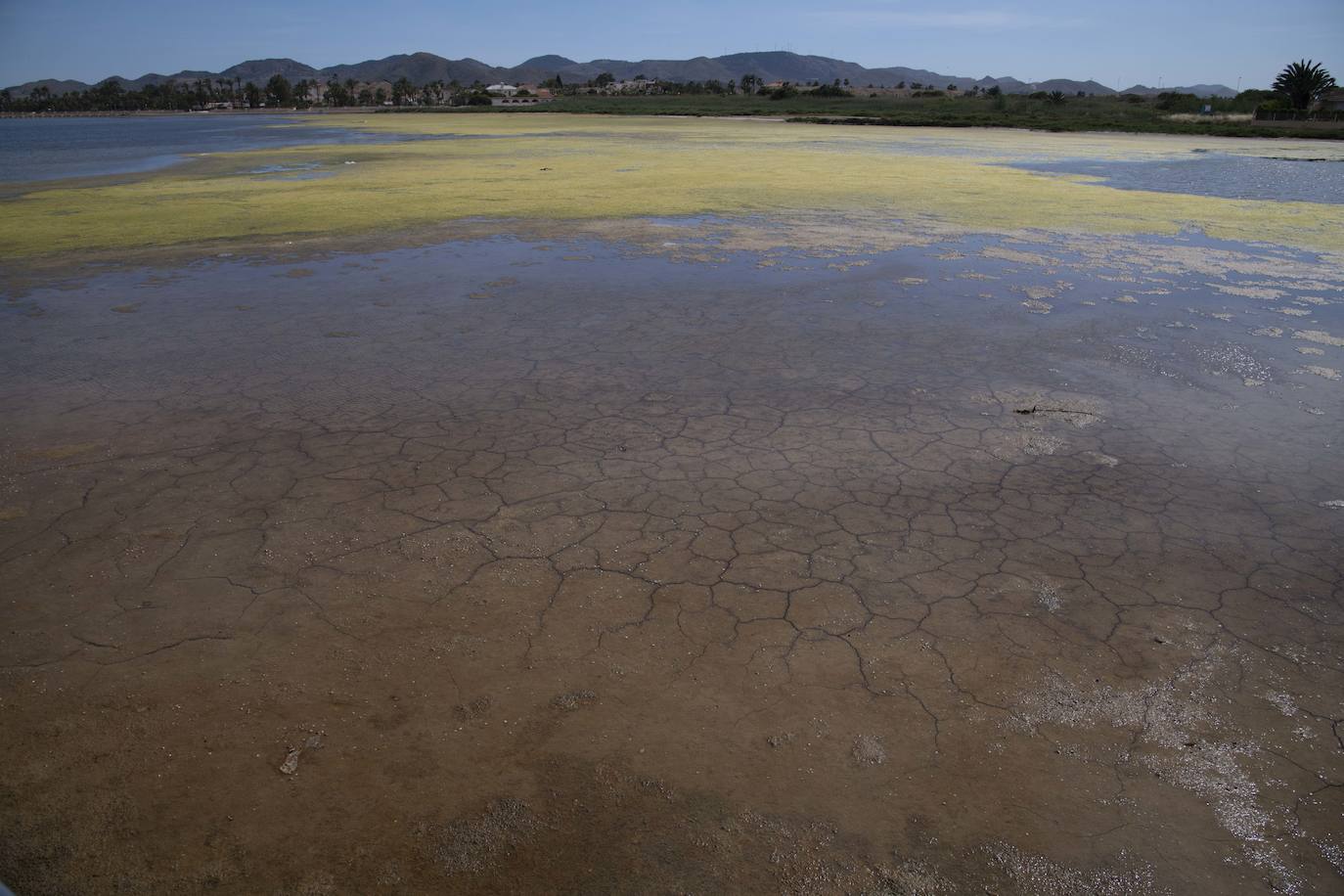 Operarios retiran las ovas en el Mar Menor