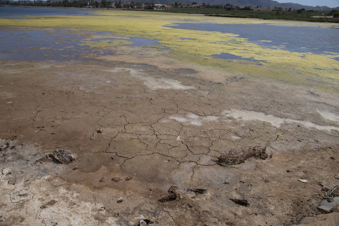 Operarios retiran las ovas en el Mar Menor