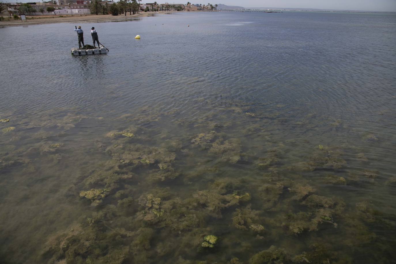 Operarios retiran las ovas en el Mar Menor