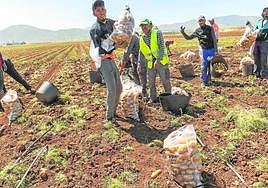Una cuadrilla de jornaleros recogen patatas con cubos y las meten en bolsas de diez kilos de un campo ubicado en la diputación de El Algar.
