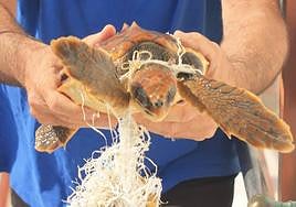 El ejemplar de tortuga bobo rescatado este domingo.