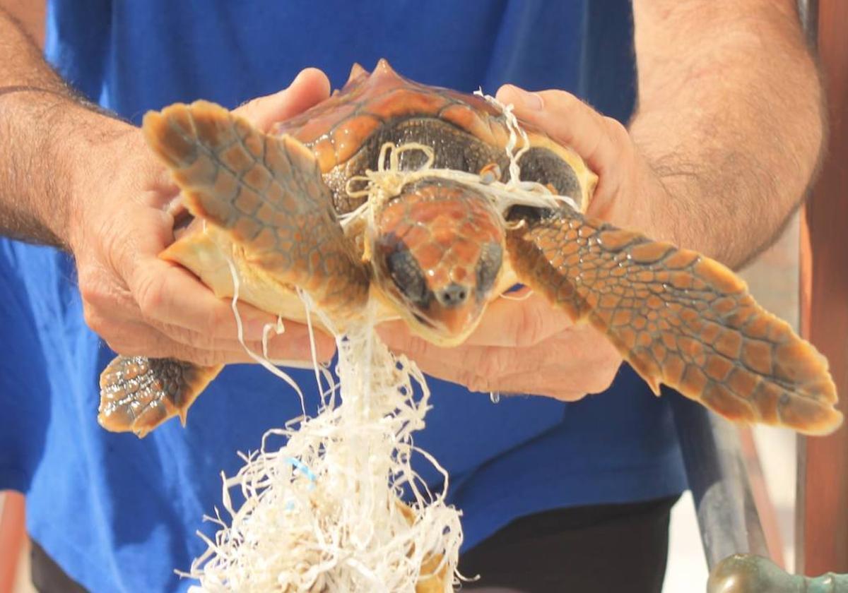 El ejemplar de tortuga bobo rescatado este domingo.