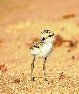 Imagen secundaria 2 - Espacio natural del entorno de las Salinas de San Pedro; ejemplar anillado y un polluelo de la especie sobre la arena de la playa.