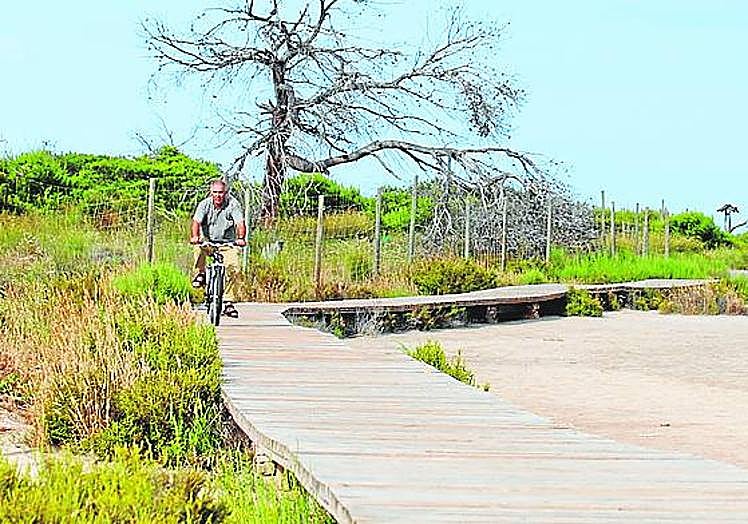 Imagen principal - Espacio natural del entorno de las Salinas de San Pedro; ejemplar anillado y un polluelo de la especie sobre la arena de la playa.