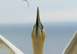 La ambigüedad de mayo