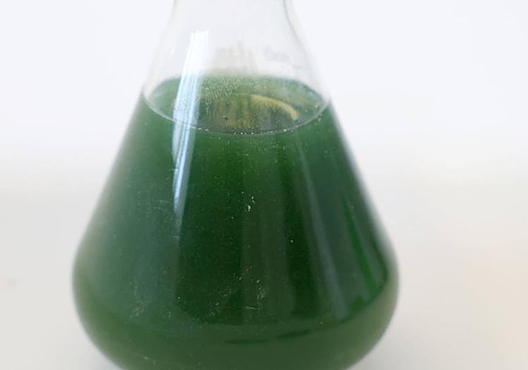 Imagen principal - La espirulina se obtiene recogiendo el agua (1) de la balsa en probetas; ese agua se filtra para obtener una pasta húmeda (2) que después se seca para obtener copos (3). 