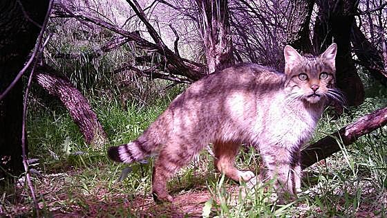 El gato montés va a peor
