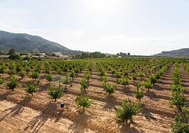 El nuevo parque empresarial está pensado que ocupe terrenos próximos a la autovía A-7, entre Montepinar y Benferri.