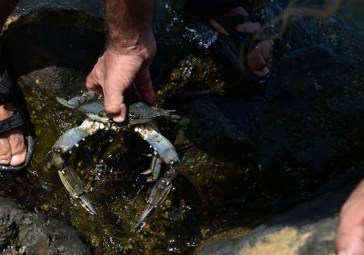 Ejemplar de cangrejo azul o jaiba, especie exótica invasora, en el Mar Menor.