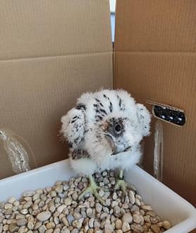Imagen secundaria 2 - Cajón con cuatro crías de carbonero, que deberán anidar en Murcia, un cajón nido y uno de los polluelos de halcón que soltará el Ayuntamiento. 