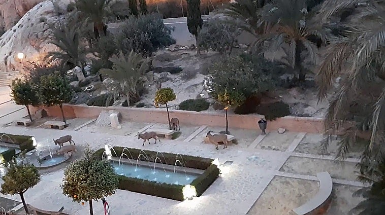 Arruís de Sierra Espuña beben agua en el museo Los Baños.