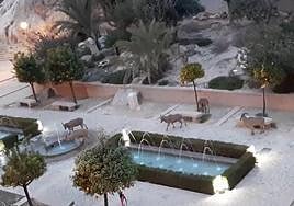 Arruís de Sierra Espuña beben agua en el museo Los Baños.