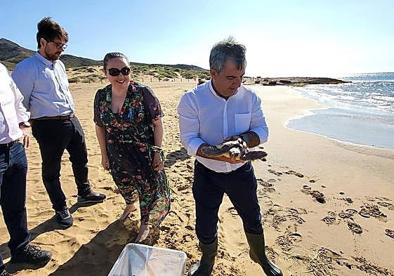 La tortuga boba liberada este martes en Calblanque.