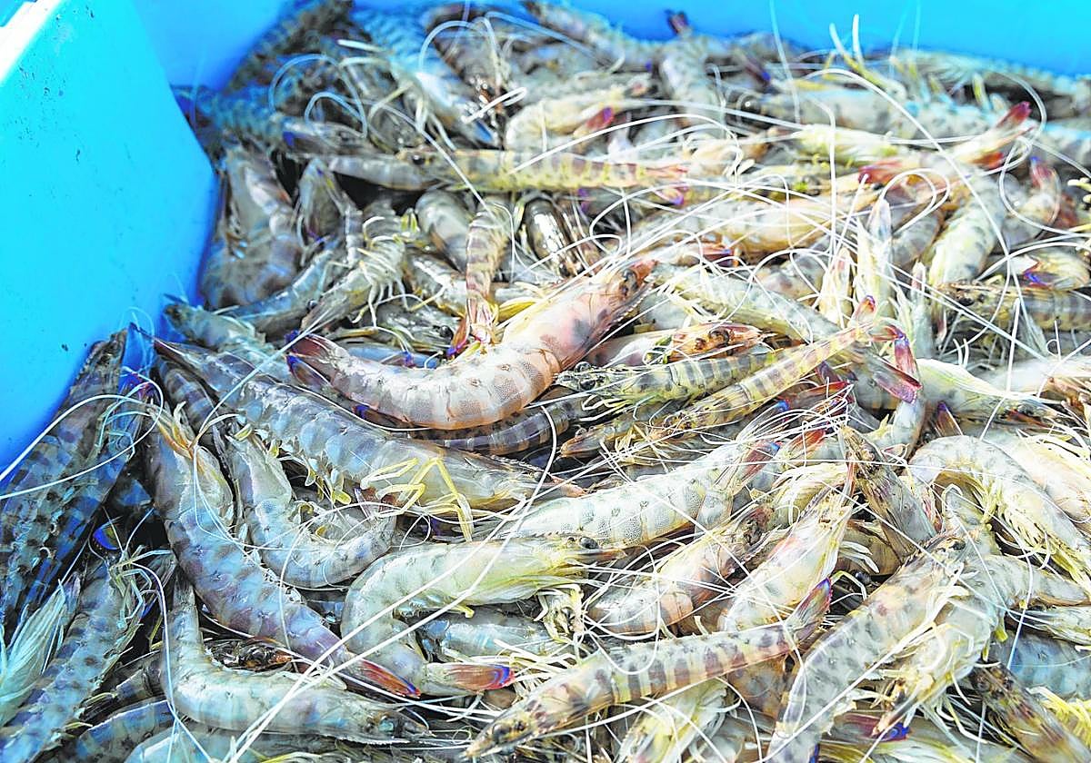 Langostino del Mar Menor