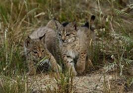 Dos cachorros de lince ibérico.