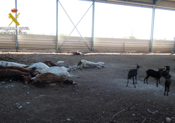 Imagen principal - Hallan caballos muertos en una &#039;finca del horror&#039; de Murcia por segunda vez en menos de un año