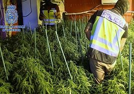 Agentes de Policía Nacional, en la plantación.