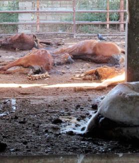 Secondary image 2 - Dead horses found in a 'horror farm'  Murcia for the second time in less than a year