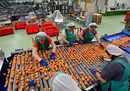 Varias trabajadoras seleccionan la fruta en una empresa hortofrutícola de la Región.