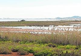 Aguas emergidas del subsuelo, en Punta Brava, por la subida del nivel freático. La fotografía fue tomada en febrero en esta zona de la ribera sur del Mar Menor.