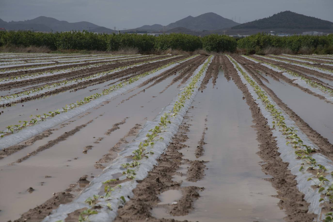 Los efectos de la DANA en Cartagena, en imágenes