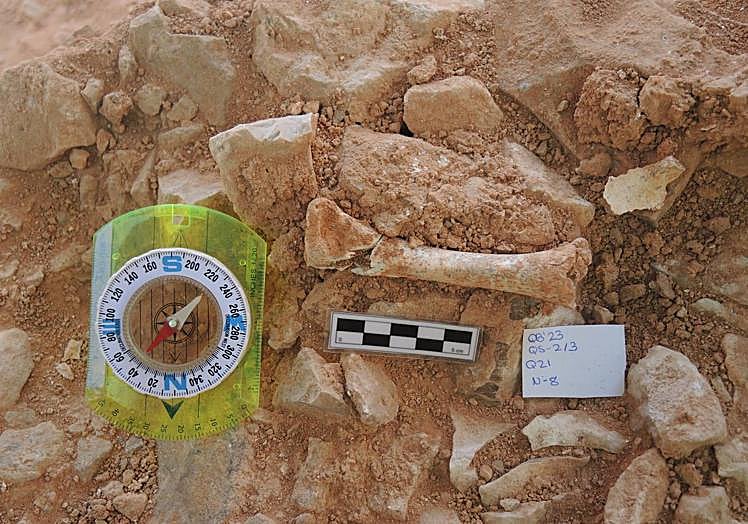 Imagen principal - Húmero de gamo juvenil. Mandíbulas de cabra y gamo. Mandíbula de tejón.