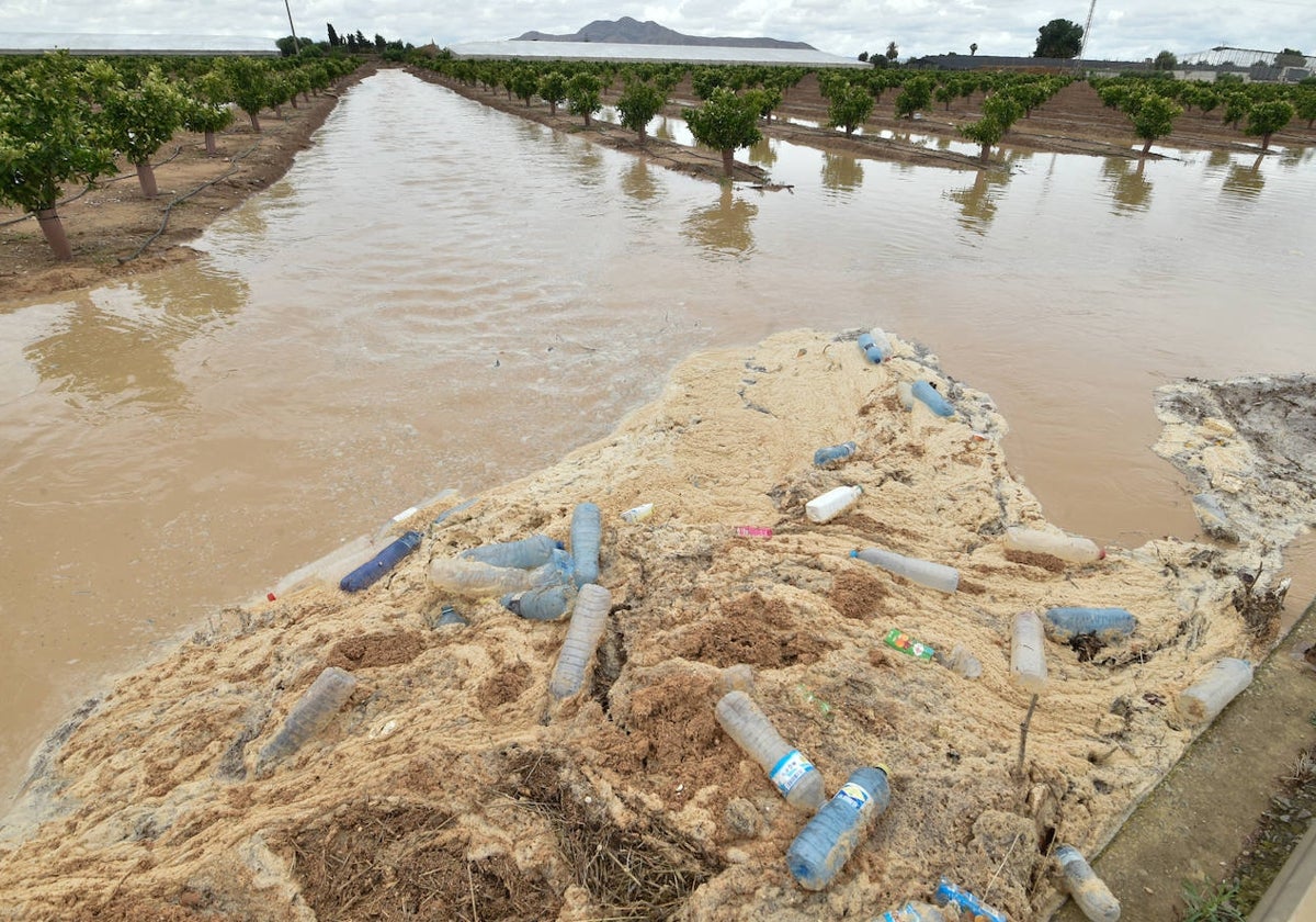 Una finca de cítricos de la zona de Roda, en el municipio de San Javier, inundada de agua