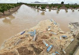 Una finca de cítricos de la zona de Roda, en el municipio de San Javier, inundada de agua