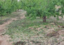 Una finca de Campotéjar arrasada por el granizo, esta mañana.