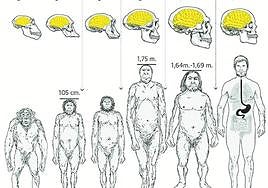 ¿Por qué tenemos un cerebro tan grande?