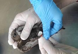 Vencejo pálido atendido en el Centro de Recuperación de Fauna Silvestre de El Valle.