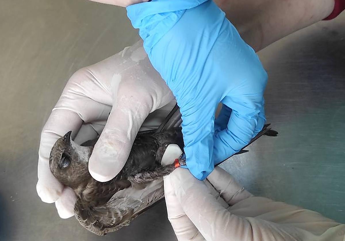 Vencejo pálido atendido en el Centro de Recuperación de Fauna Silvestre de El Valle.
