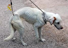 Imagen del perro rescatado.