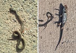 Culebra lisa meridional (i) atropellada en junio de 2022; y culebra de herradura y lagarto bético (d), en octubre.