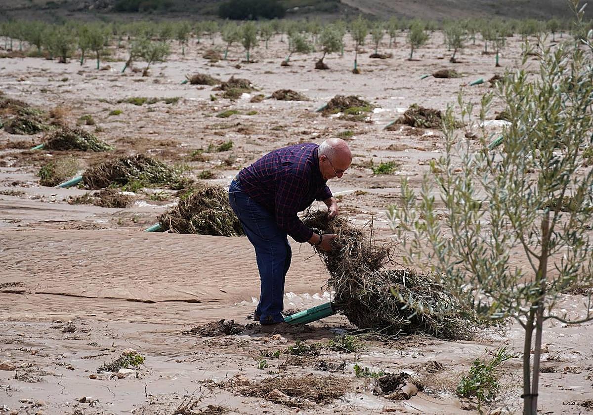 Pedro García, presidente de Coag Jumilla.