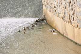 Barbos muertos junto al azud de Orihuela.