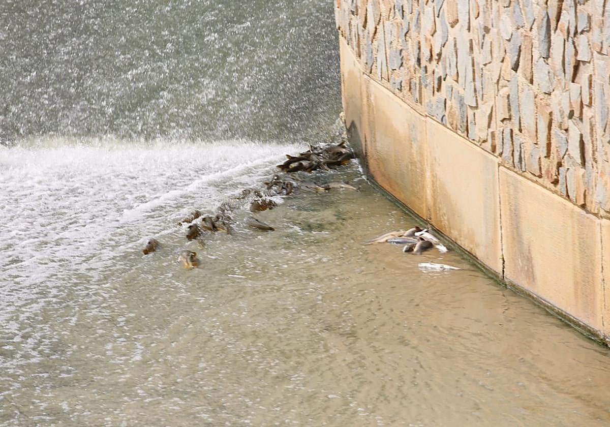 Barbos muertos junto al azud de Orihuela.